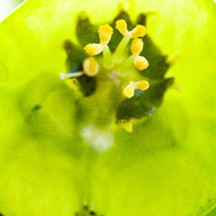 数据分析利器的DDOS攻击器